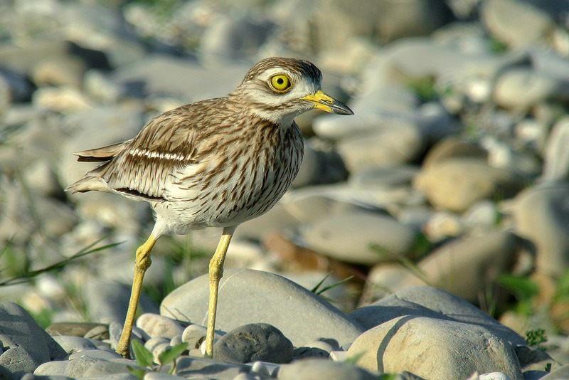 Occhione in Digiscoping